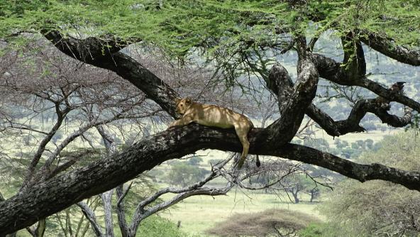Tansania Auf Safari Löwe im Baum Ostafrika Inforeise Afrika Tanganyika Expeditions