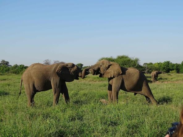 Botswana Mashatu Tuli Block Südliches Afrika Safari Elefanten