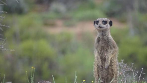 Meerkat Erdmännchen Buffelsdrift Kleine Karoo Südafrika malariafrei