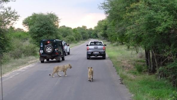 Südafrika Löwen auf der Straße Krüger Nationalpark Safari