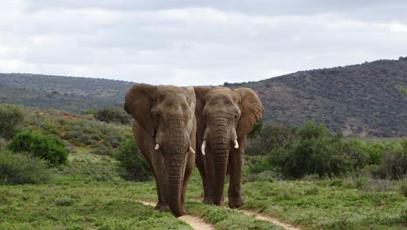 Südafrika malariafrei Elefanten Amakhala Private Game Reserve