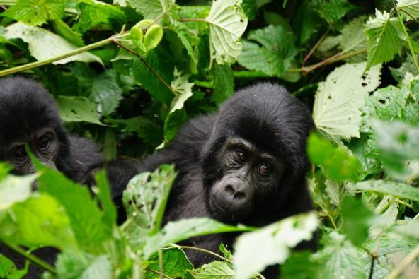 Gorilla Tierbaby Uganda Ostafrika östliches Afrika entdecken