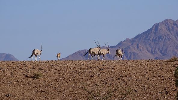 Oryx Antilopen Namibia NamibRand Namib-Wüste Safari Reisebericht