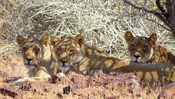 Löwen Damaraland Namibia Safari Pirschfahrt Löwinnen Afrika Reiseblog