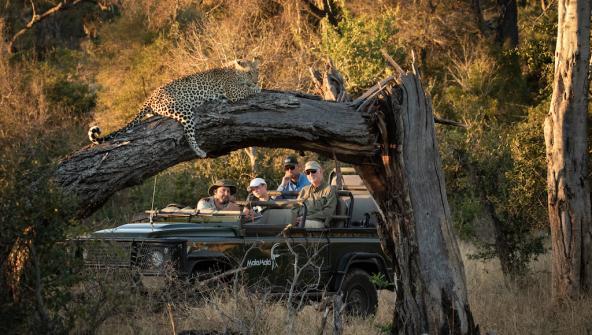 Leopard Pirschfahrt Südafrika Mala Mala Private Game Reserve