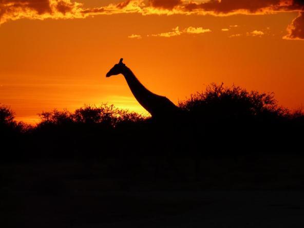 Giraffe Sonnenuntergang Etosha Namibia Afrika Sundowner Oliver Haas