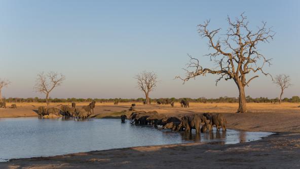 Elefanten am Wasserloch Simbabwe Hwange Nationalpark Safari südliches Afrika