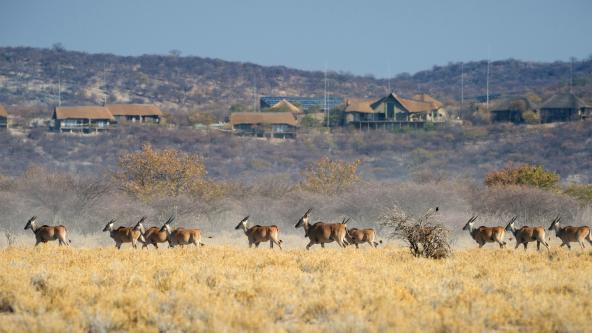 Safarihoek Lodge - Etosha Heights