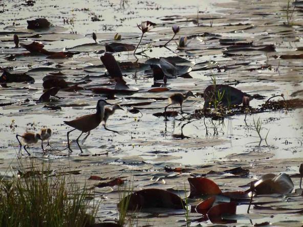 African Jacana – Mutter mit Küken