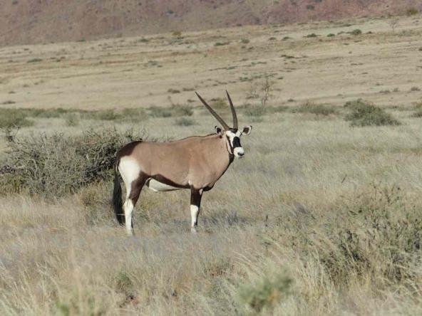Oryx Antilope (Gemsbock)