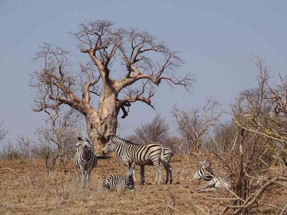 Chobe Nationalpark – dösende Zebras vor einem Baobab Baum