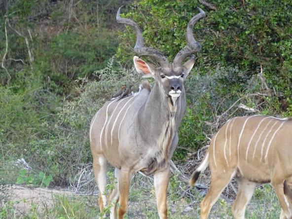 Kudu Antilopen