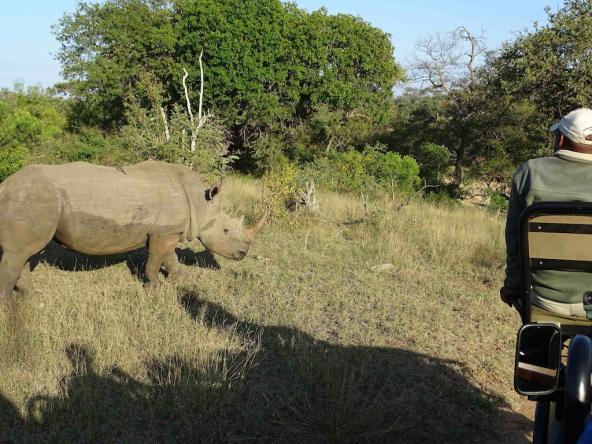 Breitmaulnashorn aus nächster Nähe