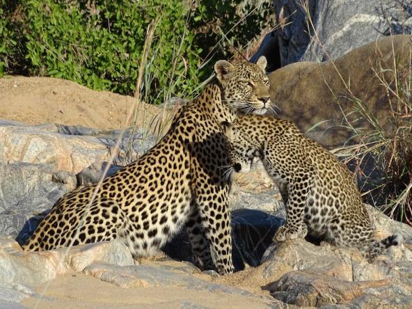 Leoparden Mama mit Jungem