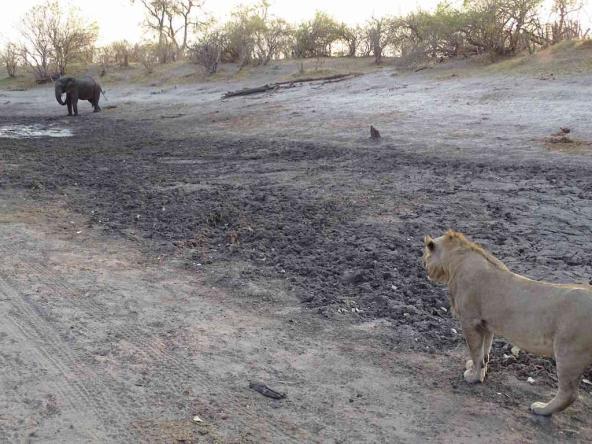 Savuti Region – wer ist hier nochmal der „König“ ?