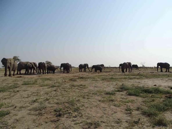 Elefantenherde auf dem Weg nach Maun