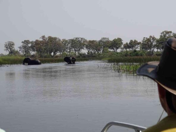 Elefanten auf dem Weg ins Okavango Delta