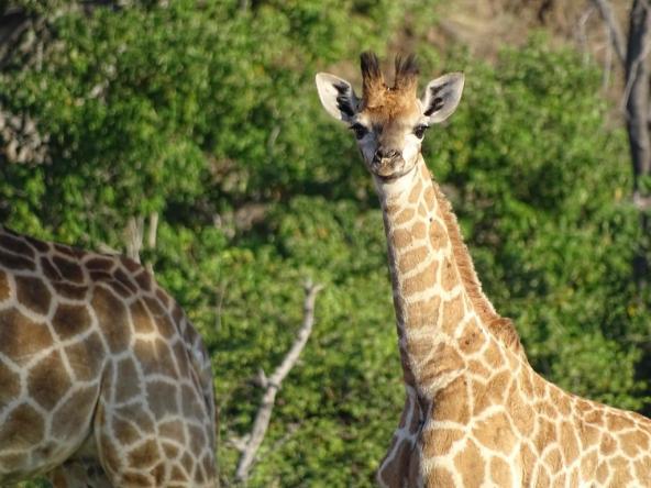 Botswana – Tuli Block – Junge Giraffe