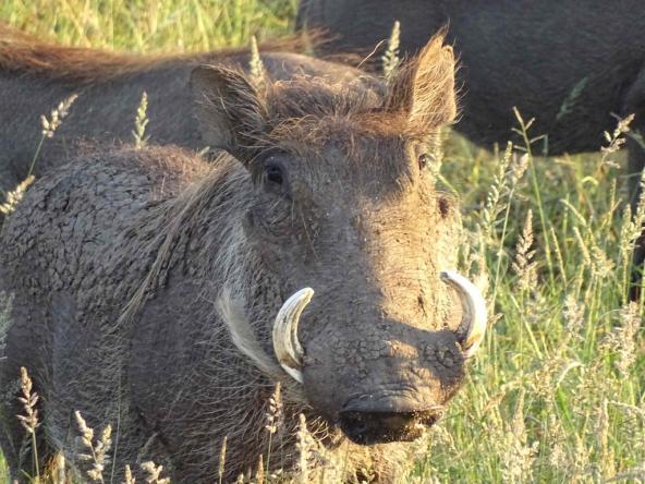 Warzenschwein