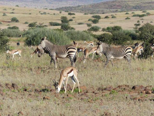 Typische Landschaft mit Bergzebras und Springböcken