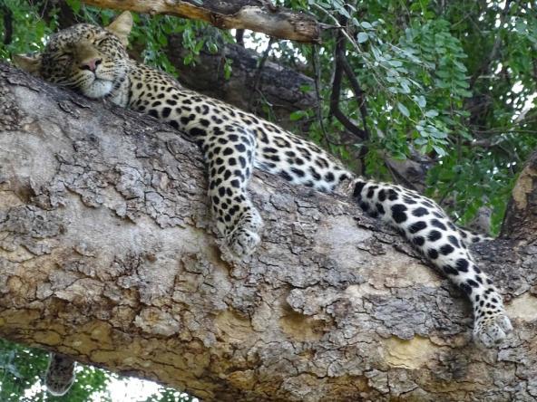 Schlafender Leopard im Baum