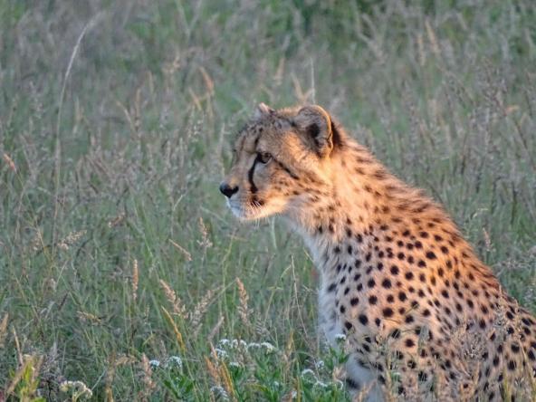 Gepard kurz vor der Jagd