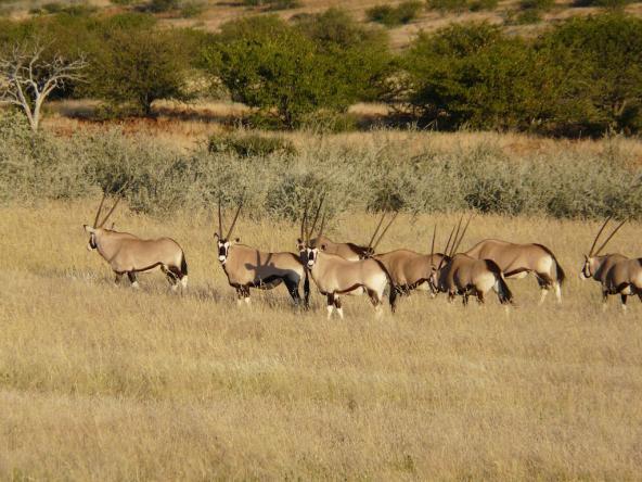 Neugierige Oryx-Antilopen Herde