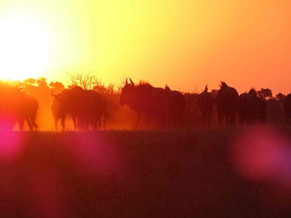 Gnuherde im Sonnenuntergang