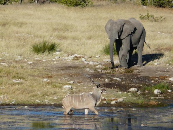 Etosha Nationalpark – Kudubulle und Elefant am Wasserloch