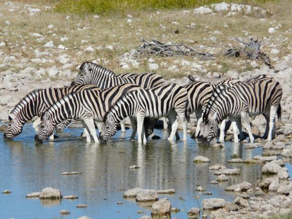 Etosha Nationalpark – Zebraherde beim Trinken