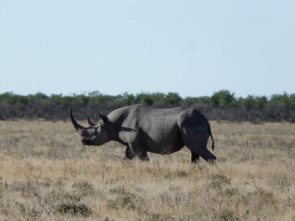 Black Rhino (Spitzmaulnashorn) im Etosha Park