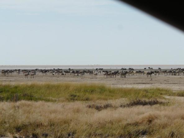 Zebras und Strauße in der endlosen Weite der Etosha Salzpfannen