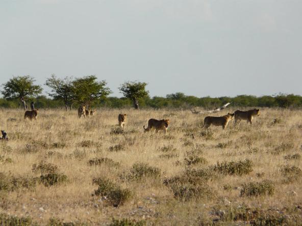 Löwenfamilie im Etosha Park