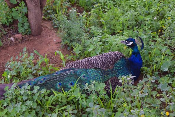 Farbenfrohe Vögel sind keine Seltenheit in Namibia