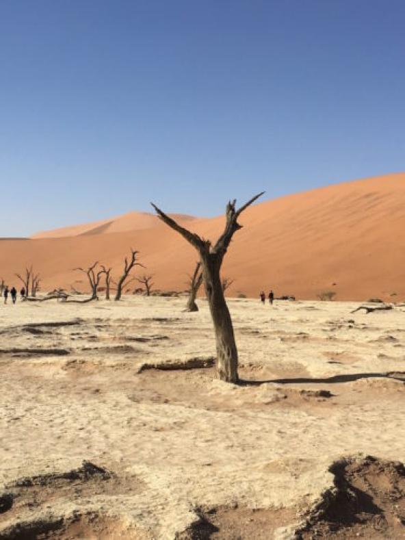 Sossusvlei – Deadvlei (vertrocknete Kameldornbäume)