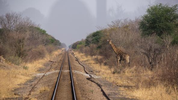 Giraffe hat Vorfahrt
