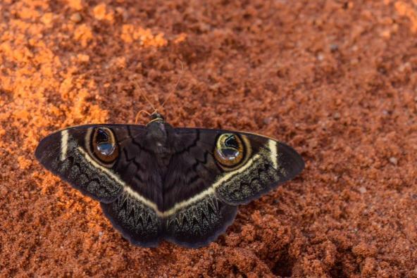 Auch die kleinen Tiere sind nicht zu vernachlässigen