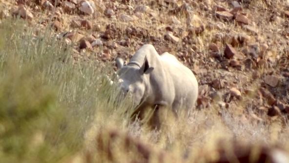 Versteckt hinter einem Busch beobachten wir das andere Nashorn – was für eine Aufregung