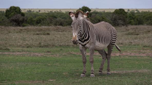 Grevy Zebra