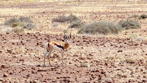 Ein Springbock auf dem Weg zu unserem Campingplatz