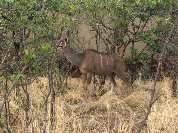 Etosha Village- Besuch einer Kudo Familie