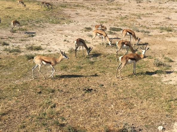 Springböcke im Etosha National Park