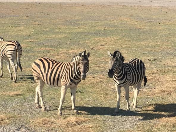 Zebras im Etosha National Park