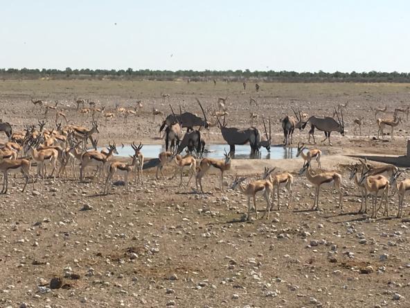 Wildtiere im Etosha National Park