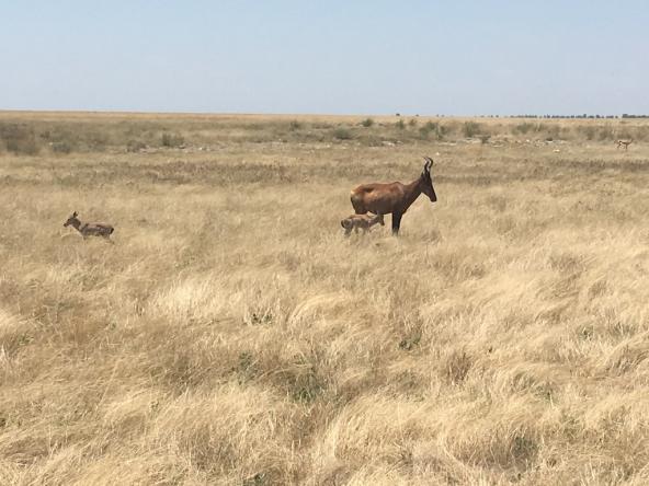 Wildtiere im Etosha National Park