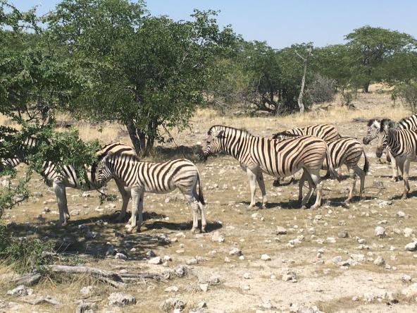 Zebras im Etosha National Park