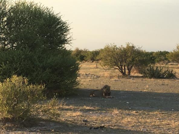 Löwe im Etosha National Park