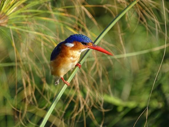 Malachite Kingfisher / Malachit-Eisvogel – mein absoluter Favorit 😉