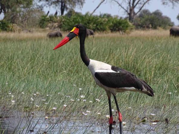 Saddle-bill stork / Sattelstorch