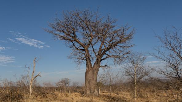 Baobab Baum